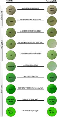 The Origin of B-cells: Human Fetal B Cell Development and Implications for the Pathogenesis of Childhood Acute Lymphoblastic Leukemia